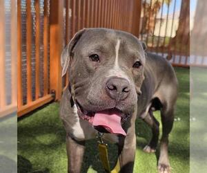 *KYLE - Male Mutt Dog for Adoption - Photo #2