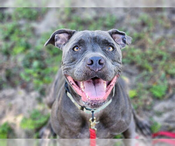 Medium Photo #2 American Pit Bull Terrier Puppy For Sale in Ocala, FL, USA