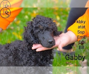 Poodle (Standard) Puppy for sale in NORTH ADAMS, MI, USA