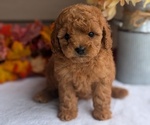 Puppy Missy Dachshund-Poodle (Toy) Mix