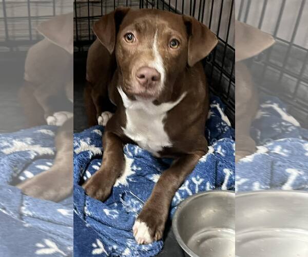 Medium Photo #15 Labrador Retriever-Unknown Mix Puppy For Sale in Mount Laurel, NJ, USA