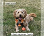 Small Photo #1 Bernedoodle (Miniature)-Golden Mountain Dog Mix Puppy For Sale in FLOWER MOUND, TX, USA
