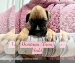Small Photo #12 Boxer Puppy For Sale in CITRUS HEIGHTS, CA, USA