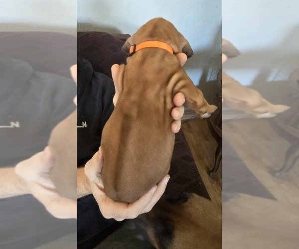 Medium Photo #4 Rhodesian Ridgeback Puppy For Sale in ALBA, TX, USA