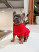 Small Photo #33 French Bulldog Puppy For Sale in MARYSVILLE, WA, USA