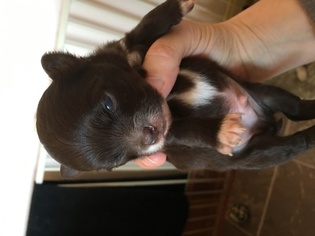 Chihuahua Puppy for sale in MONETA, VA, USA