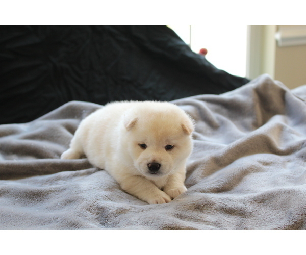 Medium Photo #18 Shiba Inu Puppy For Sale in VIRGINIA BCH, VA, USA
