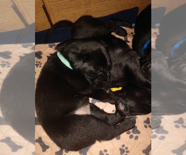 Medium Photo #15 Belgian Malinois-German Shorthaired Pointer Mix Puppy For Sale in SALINAS, CA, USA