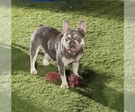 Small Photo #1 French Bulldog Puppy For Sale in WEST PALM BCH, FL, USA