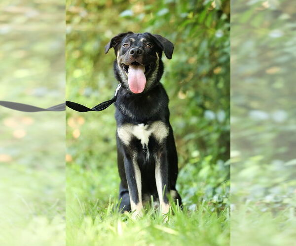 Medium Photo #2 Shepradors Puppy For Sale in Raleigh, NC, USA