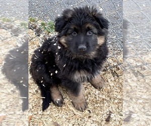 German Shepherd Dog Puppy for Sale in NEWVILLE, Pennsylvania USA