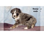 Puppy Sonny Aussiedoodle Miniature 