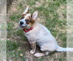 Small #1 Mutt