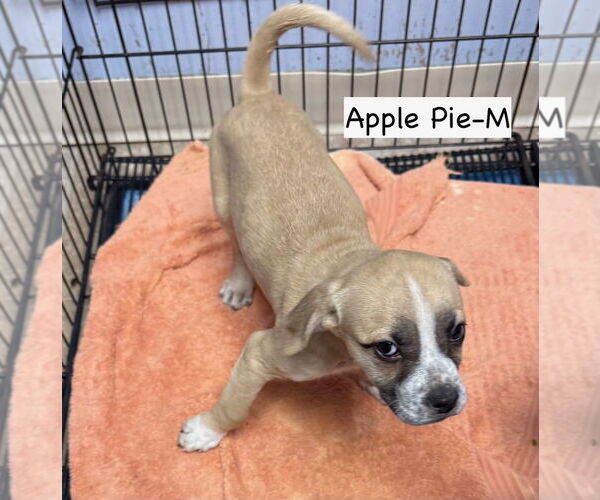 Medium Photo #3 American Boston Bull Terrier Puppy For Sale in GILBERTS, IL, USA