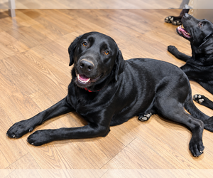 Cinderella - Female Labrador Retriever Dog for Adoption - Photo #2