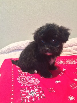 Medium Photo #1 Shih-Poo Puppy For Sale in LEAD HILL, AR, USA