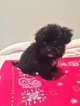 Small Photo #1 Shih-Poo Puppy For Sale in LEAD HILL, AR, USA