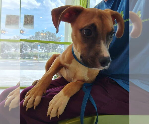 Medium Photo #6 Bullboxer Pit Puppy For Sale in Sanford, FL, USA