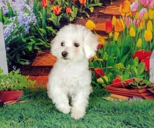 Bichon Frise Puppy for sale in WINSTON SALEM, NC, USA