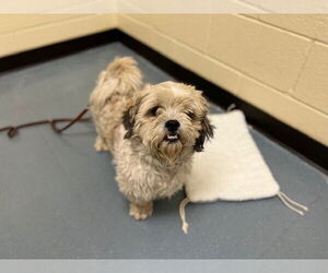 Shih Tzu-Unknown Mix Dogs for adoption in Denver, CO, USA