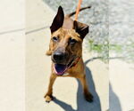 Small #1 Doberman Pinscher-German Shepherd Dog Mix