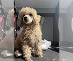 Small Photo #26 Poodle (Toy) Puppy For Sale in LONG GROVE, IL, USA