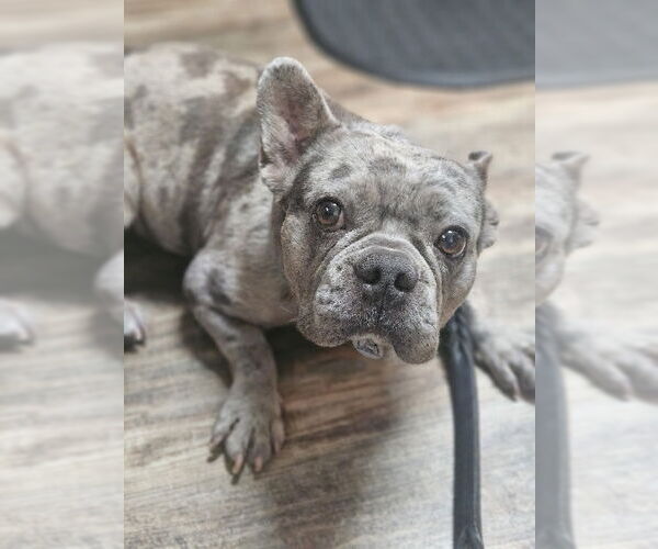 Medium Photo #4 French Bulldog Puppy For Sale in Lake elsinore, CA, USA