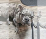 Small #3 French Bulldog