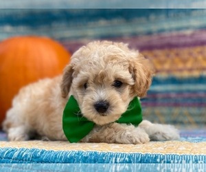 Poodle (Toy)-Yorkshire Terrier Mix Puppy for sale in LANCASTER, PA, USA