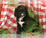 Small Photo #3 Bernedoodle Puppy For Sale in ELDORADO, OH, USA