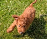 Small Photo #81 Irish Doodle Puppy For Sale in GOSHEN, IN, USA