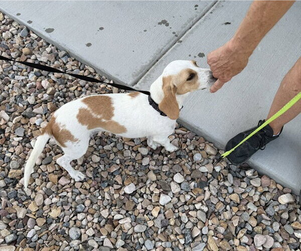 Medium Photo #6 Beagle-Unknown Mix Puppy For Sale in Sandy, UT, USA