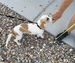 Small #5 Beagle Mix
