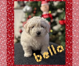 Poodle (Toy) Puppy for sale in SAN CLEMENTE, CA, USA