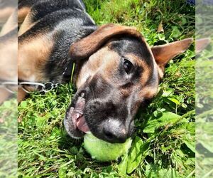 German Shepherd Dog-Unknown Mix Dogs for adoption in Saegertown , PA, USA