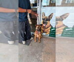 Small #1 German Shepherd Dog Mix
