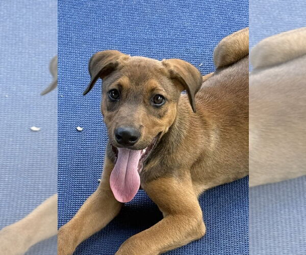 Medium Photo #1 German Shepherd Dog-Unknown Mix Puppy For Sale in Bolivar, MO, USA