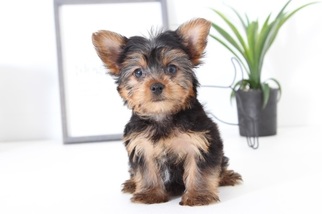 Medium Yorkshire Terrier