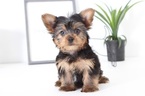 Small Yorkshire Terrier