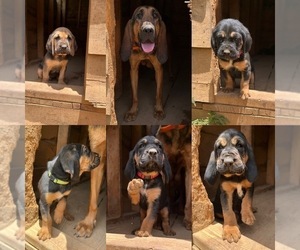Bloodhound Puppy for sale in GREER, SC, USA