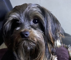 Father of the Yorkshire Terrier puppies born on 05/31/2025