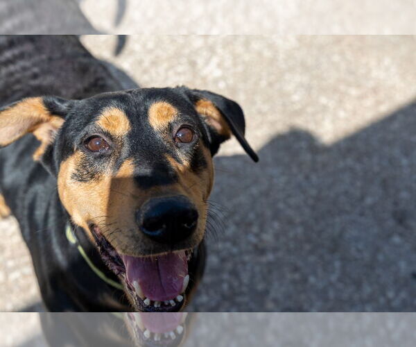Medium Photo #9 Doberman Pinscher-Pointer Mix Puppy For Sale in Houston, TX, USA