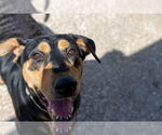 Small #8 Doberman Pinscher-Pointer Mix