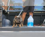 Small #3 French Bulldog