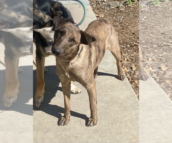 Medium Photo #4 Catahoula Leopard Dog-Retriever  Mix Puppy For Sale in Newport Beach, CA, USA