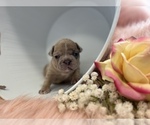 Small Photo #1 French Bulldog Puppy For Sale in HARROLD, SD, USA