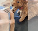 Puppy Puppy 6 Luna Labradoodle