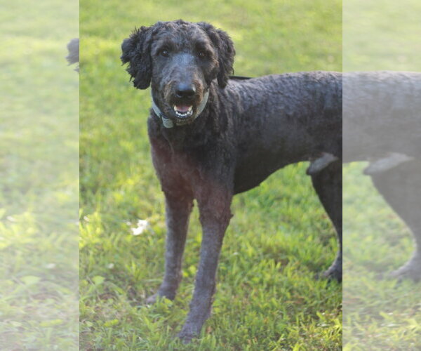 Medium Photo #4 Poodle (Standard)-Unknown Mix Puppy For Sale in Cookeville, TN, USA