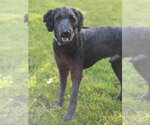 Small #3 Poodle (Standard) Mix