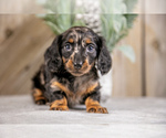Puppy Sugar Dachshund